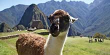 The Llamas of Machu Picchu