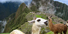 Machu Picchu with pets: an easy guide
